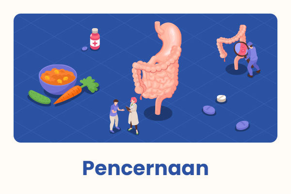 Pencernaan - VitaminDiskon